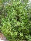 Hakea victoria