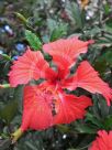 Hibiscus rosa-sinensis Snow Queen