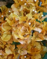 Bougainvillea Hawaiian Gold