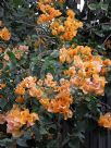 Bougainvillea Hawaiian Gold