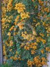 Bougainvillea Hawaiian Gold