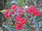 Corymbia Dwarf Crimson