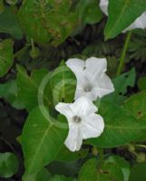 Ipomoea batatas