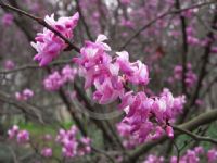 Cercis chingii