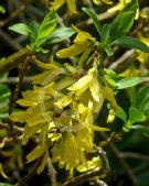 Forsythia giraldiana