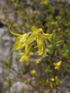 Forsythia giraldiana