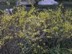 Forsythia giraldiana