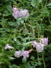 Incarvillea diffusa