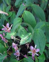 Tricyrtis lasiocarpa