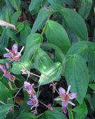 Tricyrtis lasiocarpa