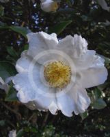 Camellia sasanqua Setsugekka