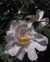 Camellia sasanqua Exquisite