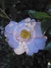 Camellia sasanqua Exquisite