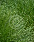 Lomandra confertifolia Little Con