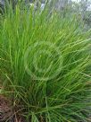 Lomandra confertifolia Little Con