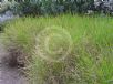 Lomandra confertifolia Little Con