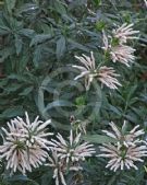 Leonotis leonurus albiflora