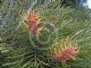 Grevillea Lime Spider