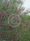 Hakea multilineata