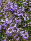 Scaevola aemula Purple Fanfare