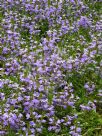 Scaevola aemula Purple Fanfare