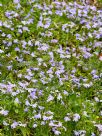 Scaevola aemula Purple Fanfare