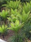 Blechnum gibbum Silver Lady