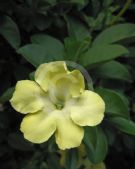 Brunfelsia lactea