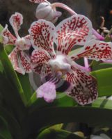 Vanda tricolor