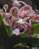 Vanda tricolor