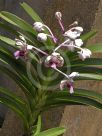 Vanda tricolor