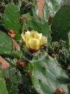 Opuntia monacantha