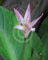 Calathea loeseneri