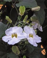 Thunbergia laurifolia Alba