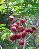 Phaleria macrocarpa