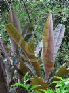 Musa acuminata zebrina