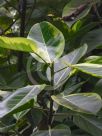 Ficus benghalensis Variegata