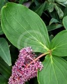 Medinilla cummingii