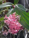 Medinilla cummingii