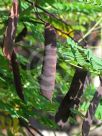 Caesalpinia pulcherrima flava