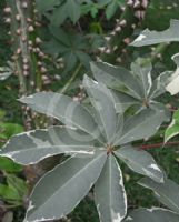 Ceiba pentandra Variegata