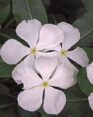 Catharanthus roseus Albus Group