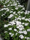 Catharanthus roseus Albus Group