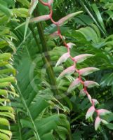 Heliconia chartacea Sexy Pink