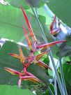 Heliconia collinsiana