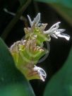 Calathea lietzei