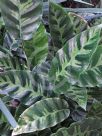 Calathea lietzei