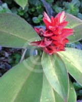 Costus osae