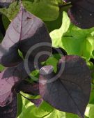 Ipomoea batatas Black Heart