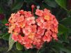 Ixora Prince of Orange